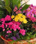 Flowering Plants