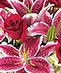 Valentine's Day Flowers