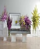 Summer Gladiolas