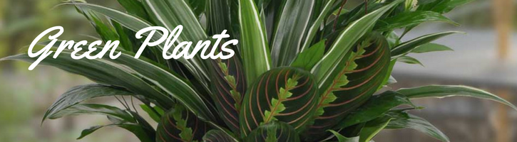 green plants