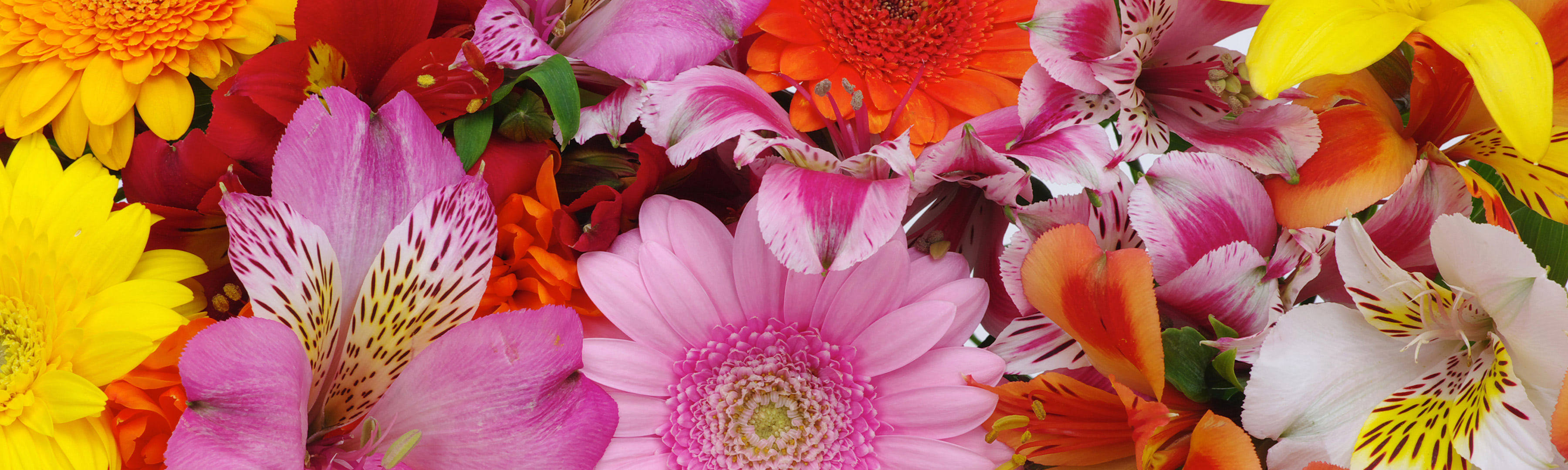 Springfield MA Florist Flower Delivery Springfield by Durocher's Florist