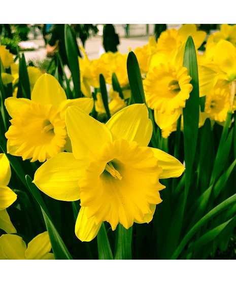 Daffodil Potted Plant