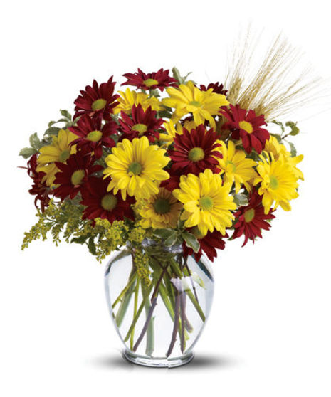 Dramatic Daisies