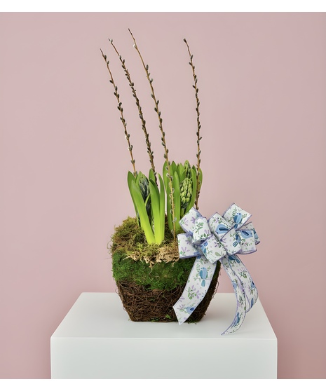 Potted Hyacinth Plant