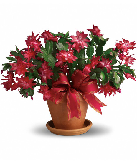 Flowering Plants