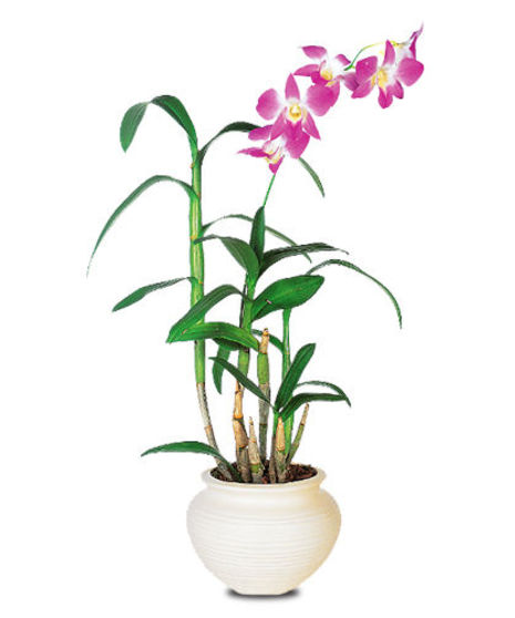 Dramatic Orchid Plant