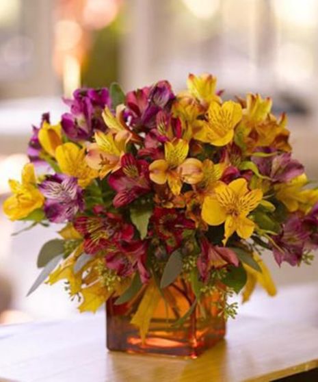 Autumn Alstroemeria