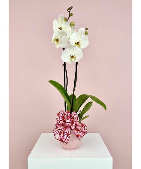 Blooming Love Orchid