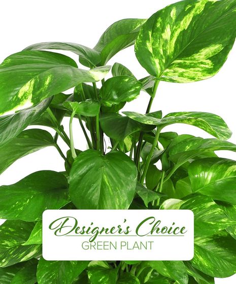Nicest Green Plant