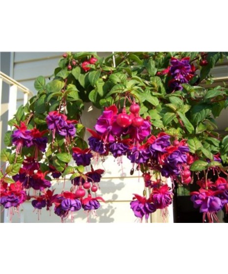 Outdoor Hanging Fuchsia