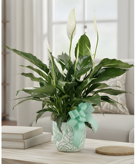 Mom’s Serenity Peace Lily