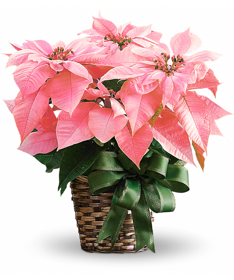 Flowering Plants