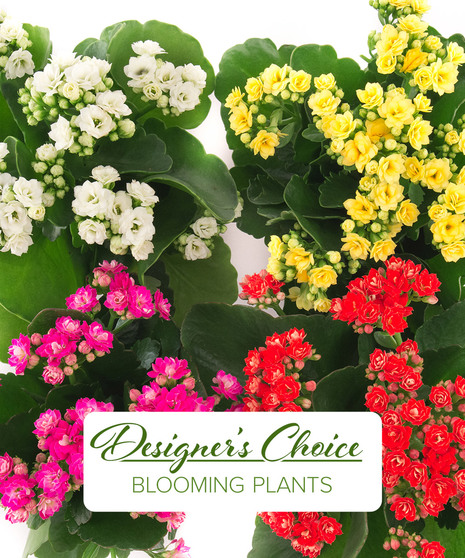 Nicest Blooming Seasonal Plant