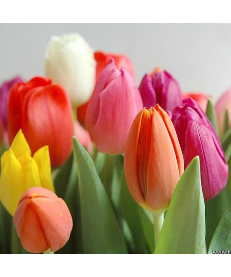Potted Tulip Plant