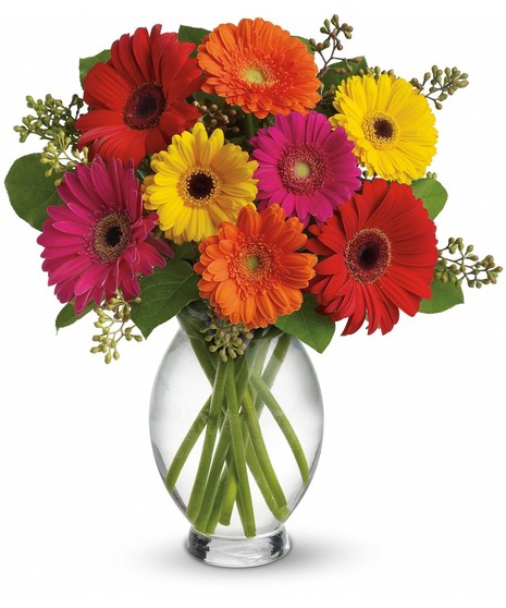 Gerbera Daisies Arranged