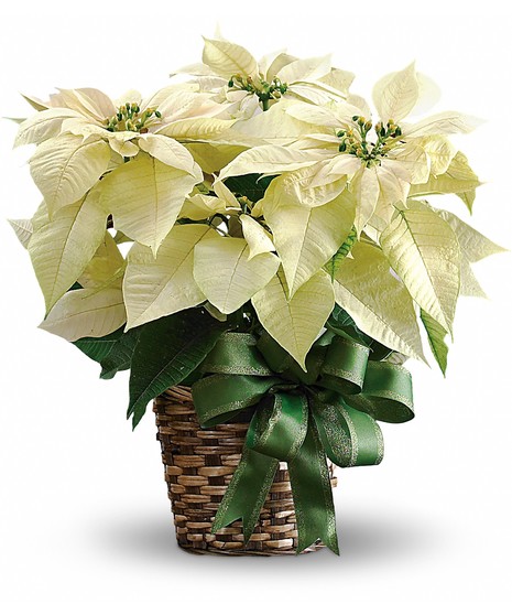 White Poinsettia Plant