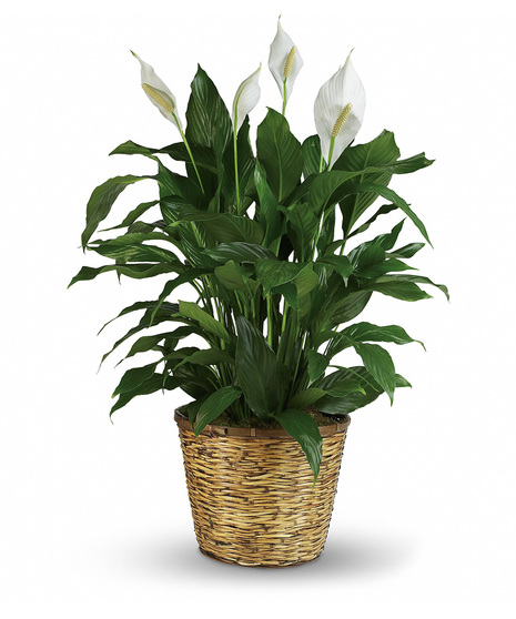 Peace lily plant in a charming container