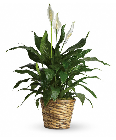 Peace lily plant in a charming container