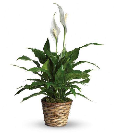 Spathiphyllum