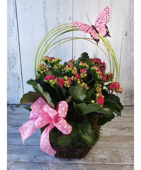 Calandiva Kalanchoe Plant