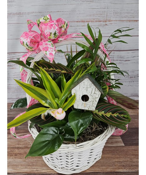 Bird Watching Dish Garden
