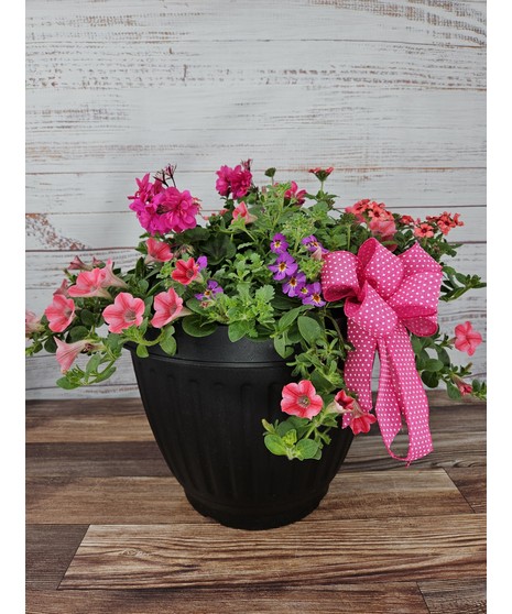Combo Annual Patio Pot