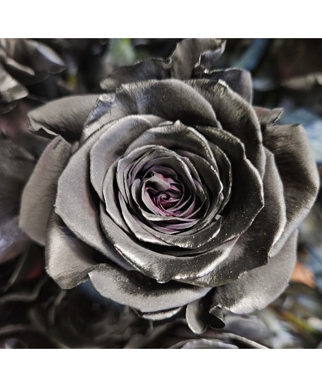 Midnight Black Tinted Roses
