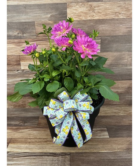 Patio Pot- Dahlia