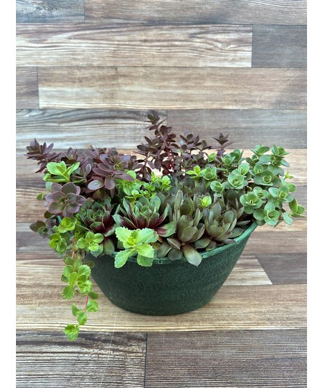 Succulent Garden 11