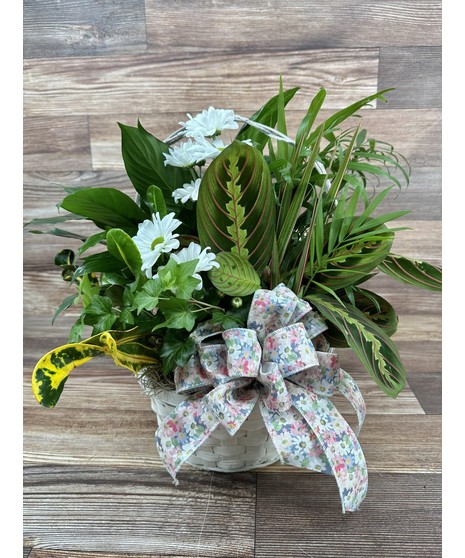 Green Plants