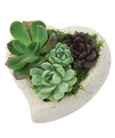 Succulent Garden Heart 5