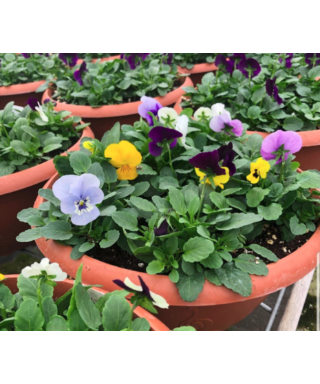 Pansy Bowl